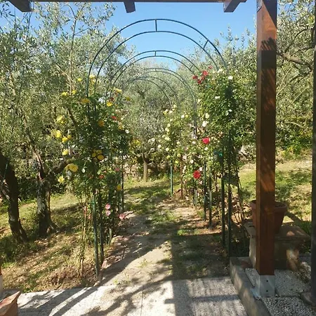 L'oliveta
